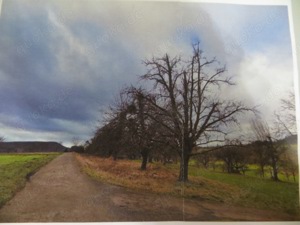  Gartengrundstück Streuobstwiese Pfullingen Bild 4