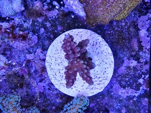 korallen ableger Bild 10