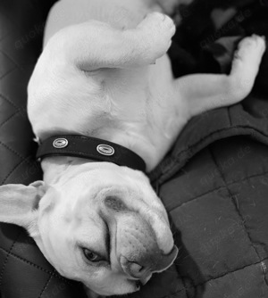 Deckrüde Französische Bulldogge Bild 3