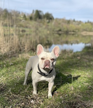Deckrüde Französische Bulldogge Bild 4