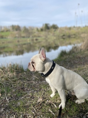 Deckrüde Französische Bulldogge Bild 5
