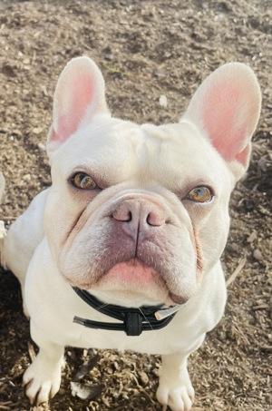 Deckrüde Französische Bulldogge Bild 2
