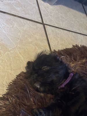 Shih-Tzu Mix 