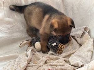 Vitale Deutsche Schäferhund Welpen in dunkelgrau und grau-braun Bild 9