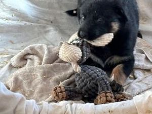 Vitale Deutsche Schäferhund Welpen in dunkelgrau und grau-braun Bild 8