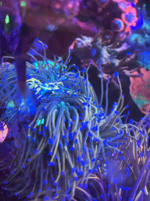 euphyllia tamer torch meerwasser ableger 