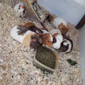 Mehrere männliche Meerschweinchen zu verkaufen