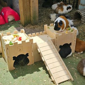 Wunderschöne Meerschweinchen zu verkaufen