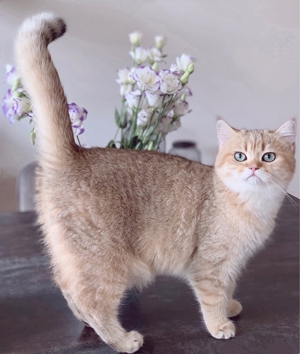 Deckkater erfahren mit Stammbaum golden Shaded mit blauen Augen Bild 4