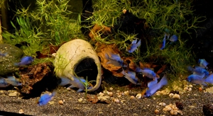 Electric Blue Schmetterlingsbuntbarsch Mikrogeophagus ramirezi 