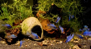 Electric Blue Schmetterlingsbuntbarsch Mikrogeophagus ramirezi  Bild 3