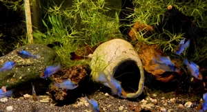 Electric Blue Schmetterlingsbuntbarsch Mikrogeophagus ramirezi  Bild 4