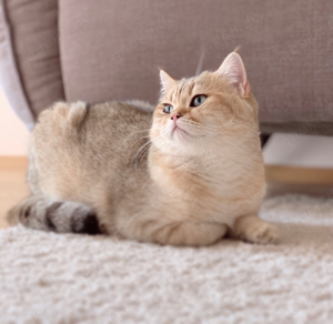 Deckkater erfahren mit Stammbaum golden Shaded mit blauen Augen Bild 5