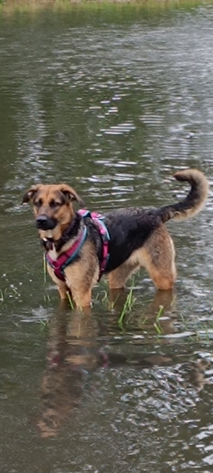 Schäferhund -Labradormix Hündin 