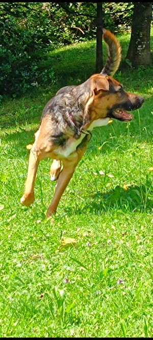 Schäferhund -Labradormix Hündin  Bild 3