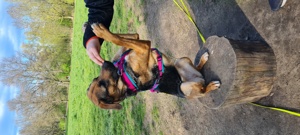 Schäferhund -Labradormix Hündin  Bild 4