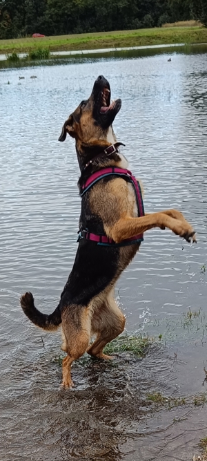 Schäferhund -Labradormix Hündin  Bild 2