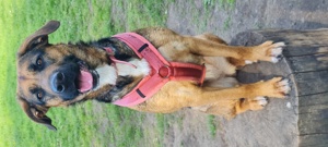 Schäferhund -Labradormix Hündin  Bild 5