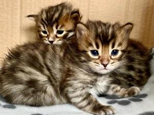 Seltenes seal mink Cashmere Bengal Mädchen. !! VERGEBEN !! Doch Babys sind unterwegs  Bild 9