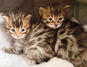 Seltenes seal mink Cashmere Bengal Mädchen. !! VERGEBEN !! Doch Babys sind unterwegs  Bild 10
