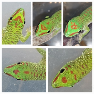 Große Taggeckos DNZ