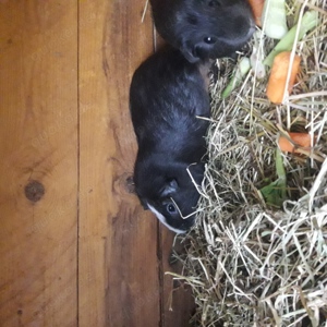 Zutrauliche Meerschweinchen unterschiedlichen Alters... Bild 3