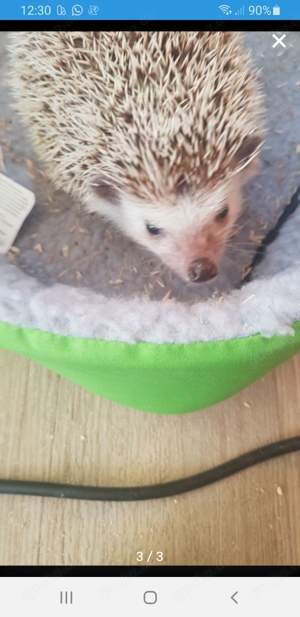 Weißbauchigel 
