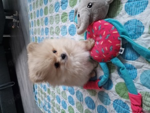 reinrassiger Pomeranian Welpe, Junge Rüde
