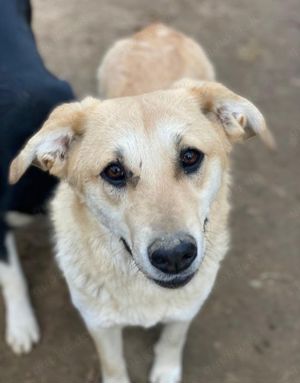 Myanmar, geb. ca. 01 2024, lebt in GRIECHENLAND, auf einer privaten Pflegestelle  Bild 10