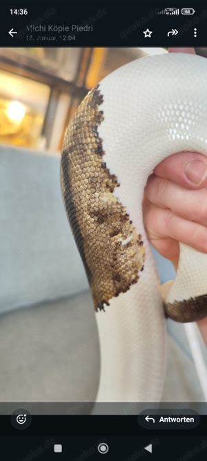 1.1 Königspython Pärchen Piebald und Opal Diamond 