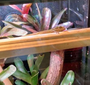 Phelsuma borbonica Agalegae -  Taggecko 