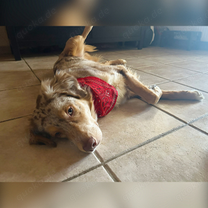Australien-Retriever Deckrüde Taco :)