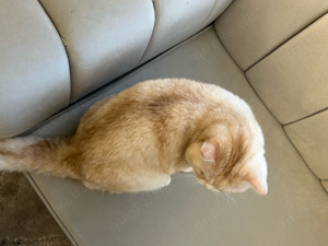 Junger BKH Deckkater weiß-beige gestreift
