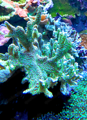 Korallenableger- Meerwasser- Montipora malampaya