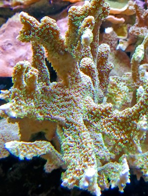 Korallenableger- Meerwasser- Montipora malampaya Bild 2