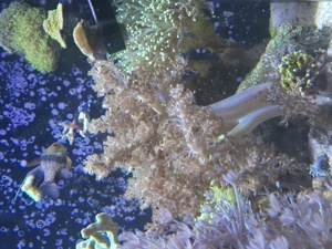 Keniabäumchen Meerwasseraquarium 