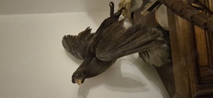 Grünfüssiges Teichhuhn Teichralle weiblich Präparat Altpräparat Bild 3