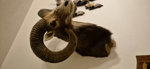 Mufflon Widder Wildschaf Präparat Kopf Schulter Bild 2
