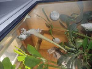 Phelsuma kochii 1,1 Kochs Madagaskar Tag Gecko Bild 2