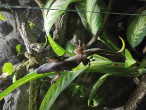 Phelsuma kochii 1,1 Kochs Madagaskar Tag Gecko Bild 4