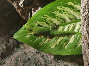 Phelsuma kochii 1,1 Kochs Madagaskar Tag Gecko Bild 5
