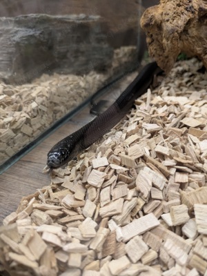 Lampropeltis Getula Nigrita - Männlich aus 2022 - Mexikanische Königsnatter