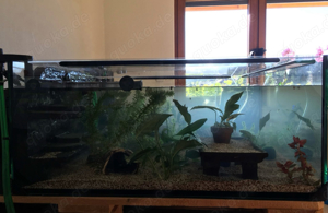 2 Axolotl mit Aquarium und Zubehör