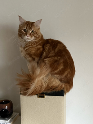  Erfahrener Maine Coon Deckkater Balu freut sich auf Damenbesuch