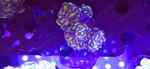 Bis zu 25%!!! Acropora, Euphyllia, Goniopora, LPS, SPS, Zoas, Korallen, Meerwasser Bild 9