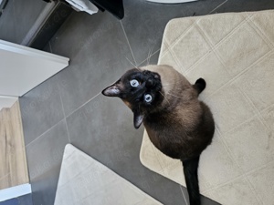 siam katze