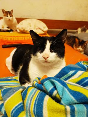 FIV positiver wunderschöner Felix B sucht das Glück