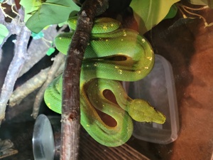 Morelia viridis 