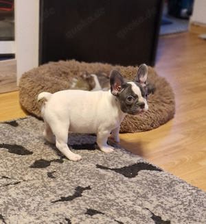 Reinrassige französische Bulldogge