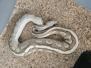 Königspython Vanilla cream het Clown nz 2022